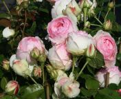 strauchrose eden rose 85 m002954 w 0.jpg from iedin rose