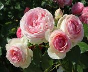strauchrose eden rose 85 m002954 w 8.jpg from iedin rose