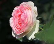 strauchrose eden rose 85 m002954 h 0.jpg from iedin rose