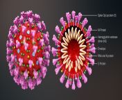 3d medical animation coronavirus structure v2.jpg from cov