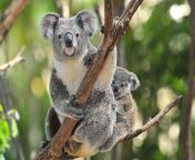 koala.jpg from nel zel koala