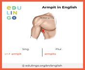 armpit in english image.png from english armpit
