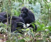 gorillas in bwindi uganda.jpg from jungle gorilla sex