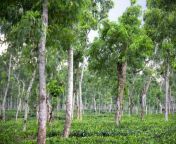 green vally of srimangal tea garden 700x435.jpg from srimangal