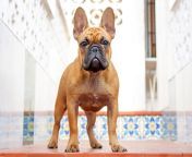 brown french bulldog 824971812 2000 831c18ddd3ba4a9290ea33d9b5b01969.jpg from have you ever pound french
