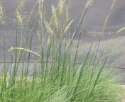 638.png from tamil grass