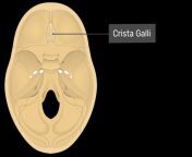 ethmoid bone crista galli floor1 770x523.png from skull gall