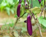 tell japanese eggplant ripe.jpg from gapaniese rippe