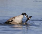canada goose 3993 ron dudley.jpg from goose maiting