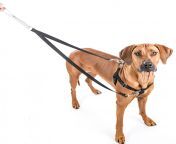 lolaforwebsite2.jpg from harness leash
