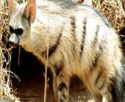 aardwolf gl480b 590x300.jpg from shy and cutest yet wild sri lankan gfs updates she is too naughty for having charming beauty like this mp4