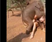 elephant human relation.jpg from जानवर और लडकी सेक्स