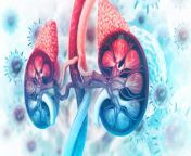 kidneys teaser.jpg from urin pass