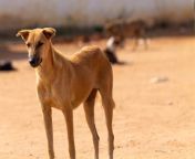 indian pariah in a stand still position rajath raghav shutterstock.jpg from dogs indian hrazzers