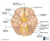 cranial nerves location.jpg from cranial nerve