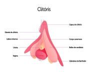 onde fica o clitoris 2.jpg from clitolis