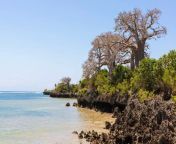 pemba tanzania island with a rich reef 1.jpg from pemba