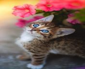 cute kitten blue eyes flower 4k ultra hd mobile wallpaper 950x1689.jpg from ultra cute
