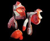 model of male genital organs.jpg from genitals