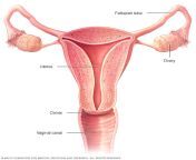 mcdc7 reproductive female.jpg from female genitalia vagina and external genitalia