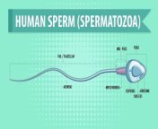 sperm.jpg from inside sperm mo