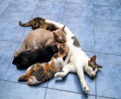 mother cat feeding kittens.jpg from breastfeeding cat petsex com siterip
