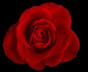 red rose 4 1.png from rose png