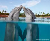 queer animal bottlenose dolphins summer23 1200x628 jpgsc langen from desi and sexani chatterjee wallpaper
