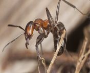 invertebrate wood ants 600x300.jpg from antsxx