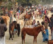 jamalpur horse bazar.jpg from ঘোড়া সাথে মানুষের সেক