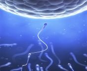 20160329 sperm.jpg from sperm dina