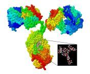 immunoglobulin g igg antibody molecule.jpg from igg