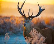 an awesome deer in the field wild animal wallpaper 2880x1800.jpg from www anamanal