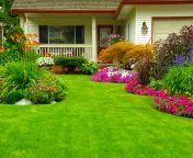 welcome new img.jpg from lawn