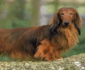 dachshund long haired1 jpgitokq6b oesm from www haired