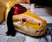 serpientes con sombreros07.jpg from fotos de serpientes con sombreros jpg