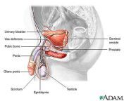 lowerkb male anatomy.jpg from genitals