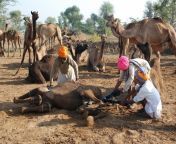 raika herders assist during camel birth jpgitok7f4vjcow from indian ko camel