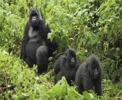 types of mountain gorillas.jpg from gorillas and