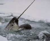 1 11 01 1684 gw narwhal tusk topics.jpg from poja narwal