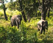 sri lanka national park wildlife.jpg from lankan