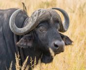 african buffalo 4.jpg from baffalo a