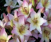 asiaticlilies gettyimages 90283521 646a9765a8f642c1b3346b4ca6fa80e6.jpg from lily 01