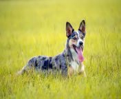 australian koolie dog running in a field with a disc 1264145411 89e4fd515c374bfe8cd9b24d99995814.jpg from cokdog