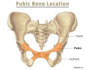 pubic bone location.jpg from pubis