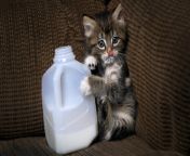 cat with milk carton 168282326 xl 2015.jpg from kitty need milk