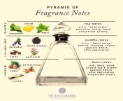 mens fragrance notes.jpg from in scent