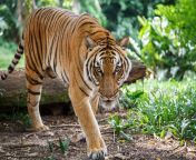 malayan tiger is walking towards viewer lookig straight 637036204 da1e22cbb9d9493d95bc541eac4bb9aa.jpg from tiger try