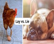lay vs lie featured.png from cute lie egg pregnant hentai1007cute lie egg pregnant hentai photos 124 mypornsn