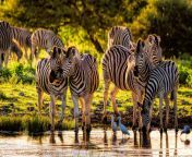 beautiful animals from the wild cebras namutoni restcamp in etosha national park africa.jpg from african wild